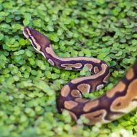 Snake Best Jigsaw Puzzles screenshot 3