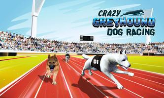 Crazy Greyhound Dog Racing poster