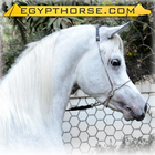 Egypt Horse أيقونة