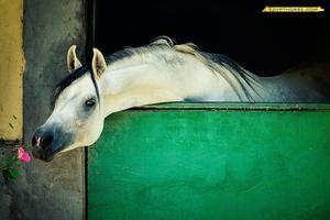 Egypt Horse poster