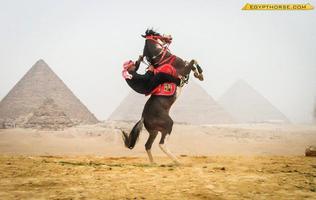 Egypt Horse اسکرین شاٹ 1