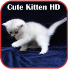 Cute Kitten HD Wallpaper ไอคอน