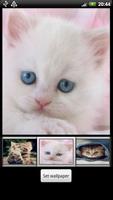 Cute Kitten HD Wallpaper ภาพหน้าจอ 3