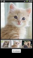 Słodkie Kitten HD Tapety plakat
