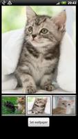 Cute Kitten HD Wallpaper اسکرین شاٹ 1