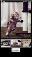 Cute Kitten HD Wallpaper ภาพหน้าจอ 2