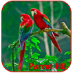 Perroquets HD Live Wallpaper