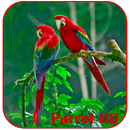 Perroquets HD Live Wallpaper APK