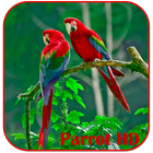 Perroquets HD Live Wallpaper icône