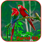 Parrots HD Live Wallpaper icon