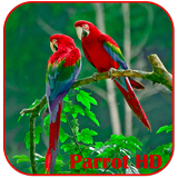Parrots HD Live Wallpaper icon