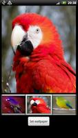 Parrots HD Live Wallpaper poster