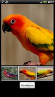 Parrots HD Live Wallpaper screenshot 1