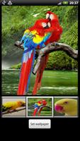 Parrots HD Live Wallpaper screenshot 2