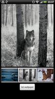 Wolf Live Wallpaper screenshot 1