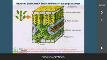 Bitkilerin Yapısı imagem de tela 2