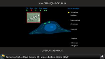 Hücre Bölünmesi Animasyonları ảnh chụp màn hình 2