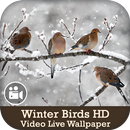 Winter Birds HD Video Live Wallpaper APK