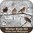 Winter Birds HD Video Live Wallpaper icône