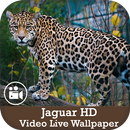 Jaguar HD Video Live Wallpaper APK