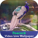 Peacock HD Video Live Wallpaper APK