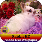 Rabbit Live Video Wallpaper icône