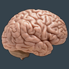 Memory Spell - Gratuite APK