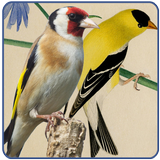 تغريد طائر الحسون سطيلة Zeichen
