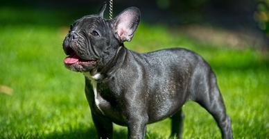 El Gran Canino Bulldog-Frances 截图 3