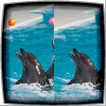Difference Finder Dolphins