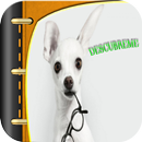Chihuahua dogs in Spanish APK