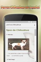 Chihuahua dogs in Spanish capture d'écran 2