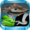 Poisonous snakes APK