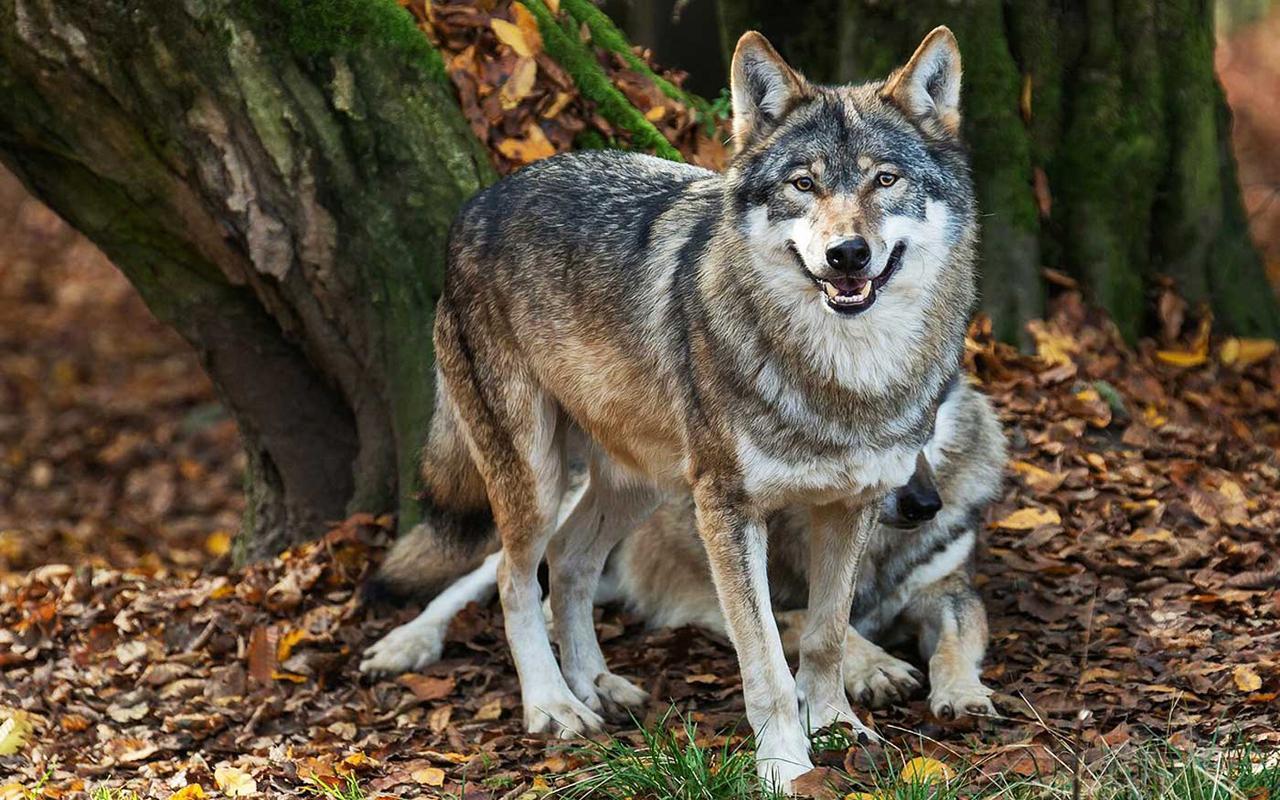 Wolf. Макензийский волк. Волкособ. Среднерусский волк. Среднерусский Лесной волк.