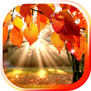 Autumn Leaves live wallpaper APK