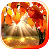 Autumn Leaves live wallpaper