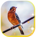 Birds Amazing LWP APK