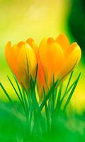 Crocus Free live wallpaper Affiche