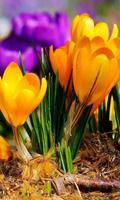 Crocus Free live wallpaper screenshot 1