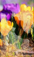 Crocus Free live wallpaper screenshot 2