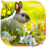 Icona Easter Bunny live wallpaper