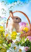 Easter Bunny live wallpaper الملصق