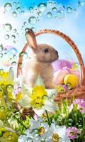 Easter Bunny live wallpaper Affiche