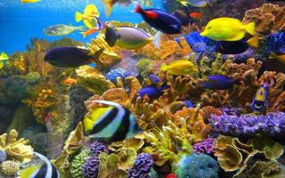 Fishes Sea Tropical live wallpaper syot layar 3