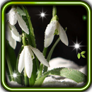 Flowers and Snow live wallpaper APK