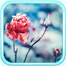 Frozen Rose Pink n Red live wallpaper APK