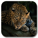 Jaguars HD Gallery Live Wallpaper APK