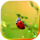 Ladybird Beetle HD live wallpaper icône