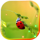 Ladybird Beetle HD live wallpaper APK