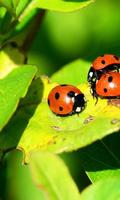 Ladybird Beetle HD live wallpaper Affiche